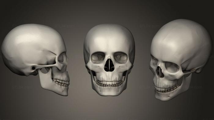 Anatomy of skeletons and skulls (CAD Human skull, ANTM_0333) 3D models for cnc